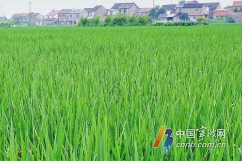 “打造绿意盎然，大葱种植秘籍大公开！”