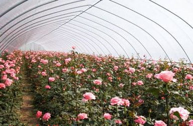 温室花卉按温度需求的分类