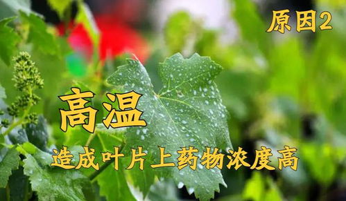 阿立卡农药的用途和注意事项