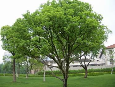 价格迷雾中， 教你选对胡桃树