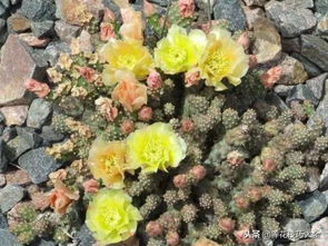 冬天不怕冷，梅花Zui合适