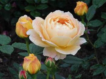 薰衣草女生， 微型的美