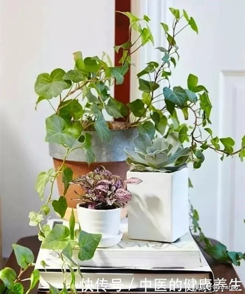 15种耐阴植物推荐，打造室内阴暗角落的绿色空间！