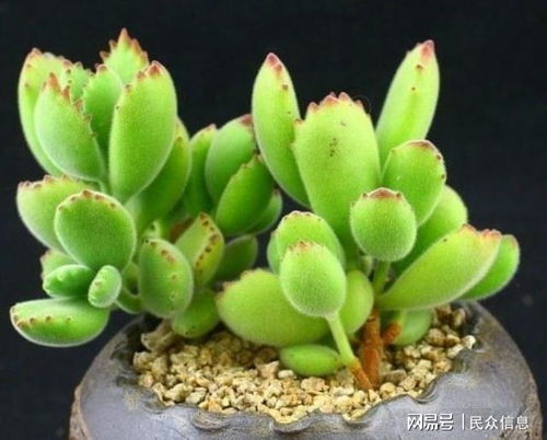 绿白黄熊童子，三色爆款花卉新宠