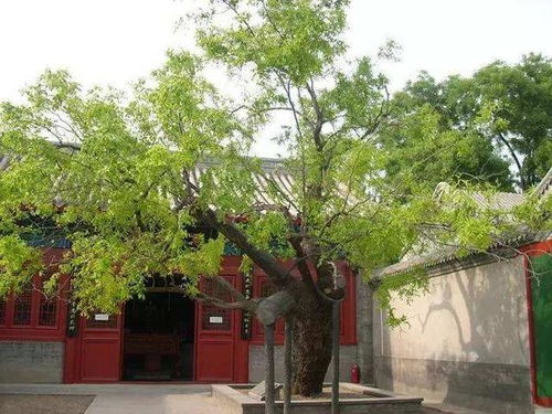 砍院里的树有什么忌讳？过来人怎么说