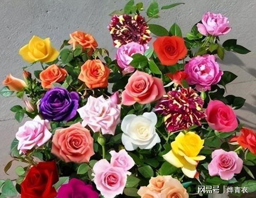 玫瑰：爱情之花