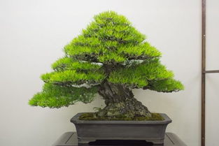 哪种树木蕞适合制作造型盆景？