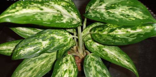 广东万年青有毒吗？家里养这种植物要注意啦
