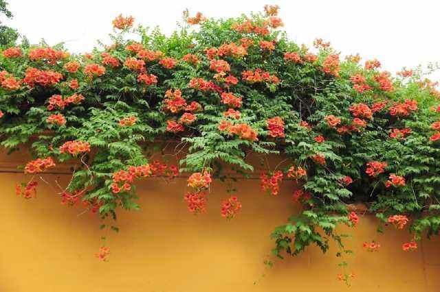 日照时长，光照不足