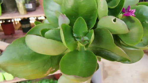 哎呀，这长寿花病害怎么办啊？