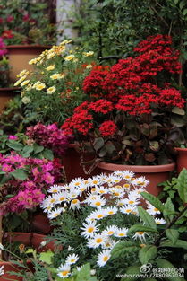 花卉市场五彩斑斓，聚宝盆花卉引关注