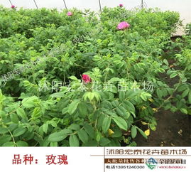 喜光耐旱，生长迅速