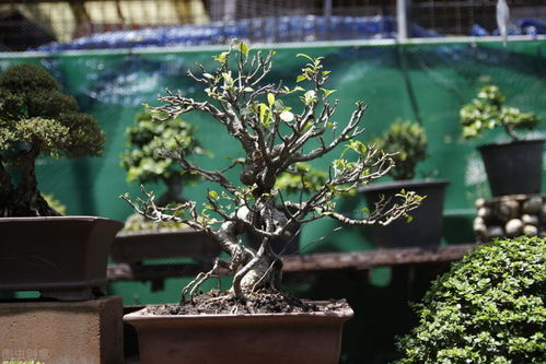 特大盆景花盆， 园林艺术的新展现