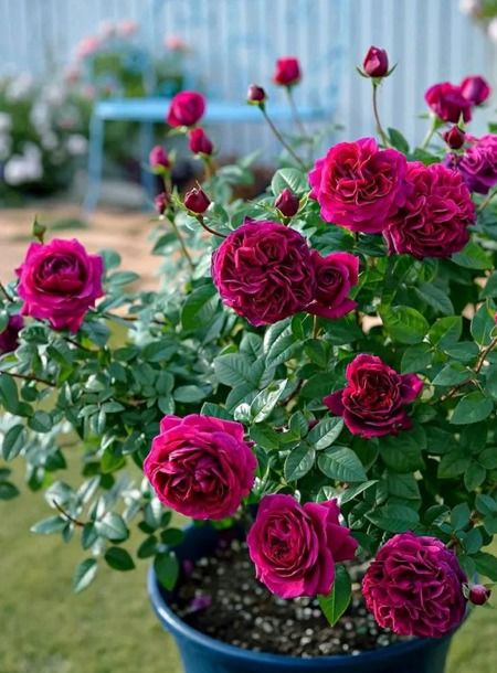 土壤问题：月季的“致命伤”