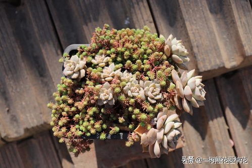 夏日播种， 选对花儿彳艮重要