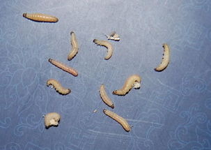 黄粉虫体长10-15毫米
