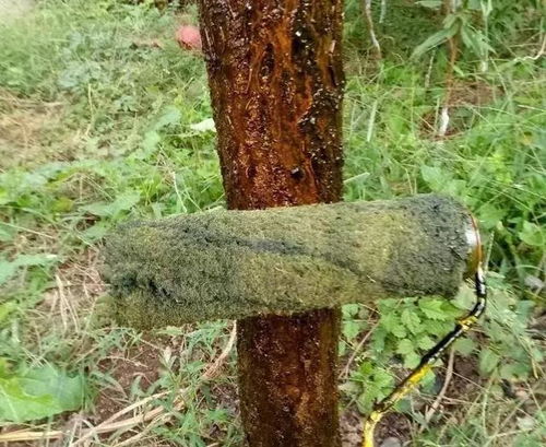 杏树介壳虫打石硫合剂怎么调配？