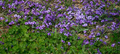 如何挑选比紫地丁梗矮的花种，让铺装缝隙不再烦恼？