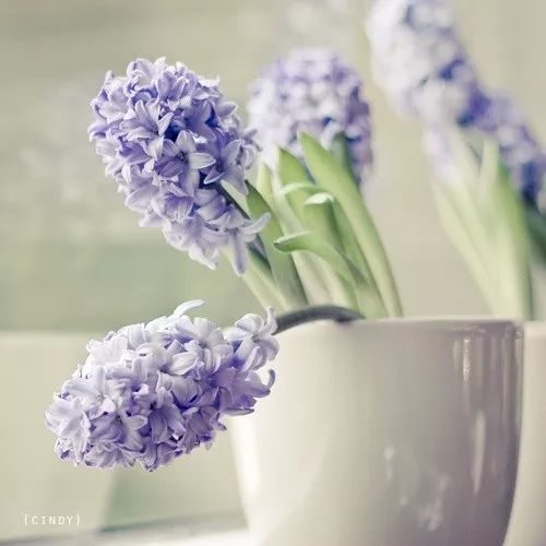 “寒冬中那孤芳自赏的风信子，它冷漠微笑的花语背后