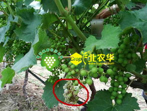 葡萄果树喷施杀菌药的Zui佳时间