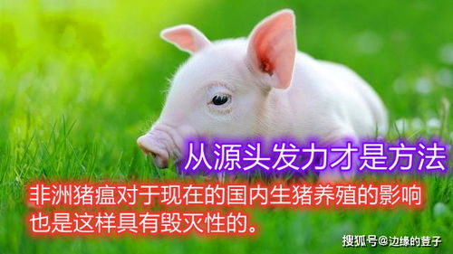 猪瘟为何屡禁不止？流行特点与防控策略如何应对