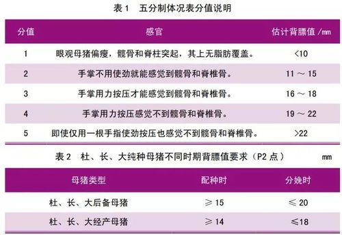 如何母猪体况，避免误判？