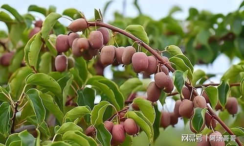 ## 玉兰种子市场前景广阔