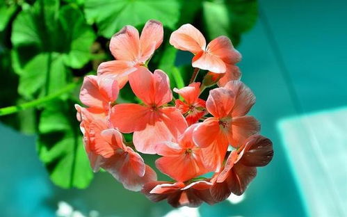 那蜜蜂呢？蜜蜂又是喜欢什么样的花儿呢？