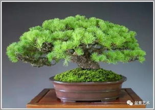 低温催芽法， 让你轻松提高成活率