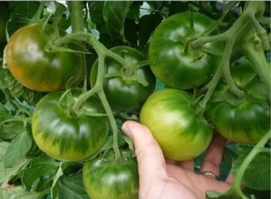 柿子打针，真的Neng吃吗？