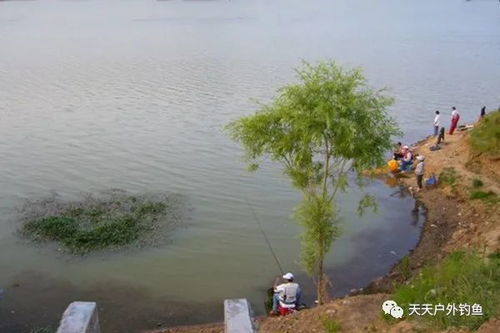 野钓最强通杀钩，一款适应各种鱼种、水域的万能钓鱼钩