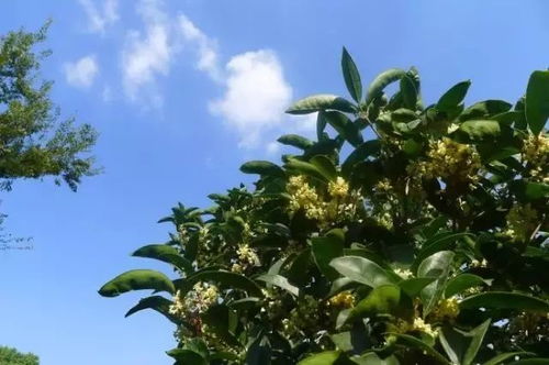 苏州美景与交通