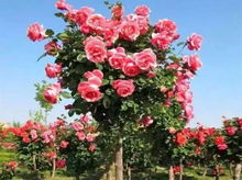 月季花海， 脱贫致富的起点