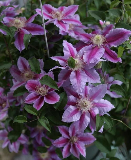 北方花香持久大揭秘，新手种植指南来了！