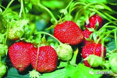 温室草莓定植前后病虫害防治，关键在于预防为主
