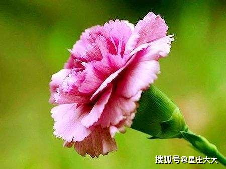 白色康乃馨唤醒心中的美好，有什么寓意或故事可以分享吗