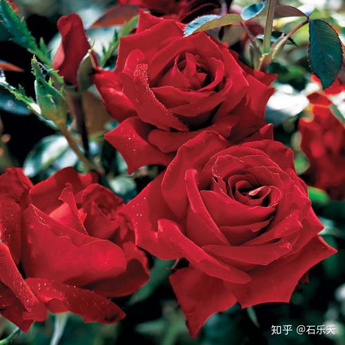 月季花的繁殖方法