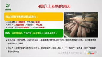 优化猪免疫策略，确保养殖安全高效