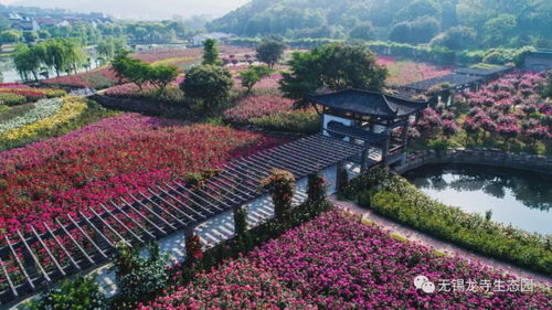 漫步花丛， 沉醉月季幽香