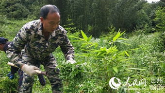 水分少了竹子苗又会怎么样呢？