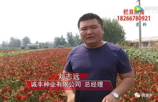 盆景辣椒种植，如何让辣椒枝繁叶茂
