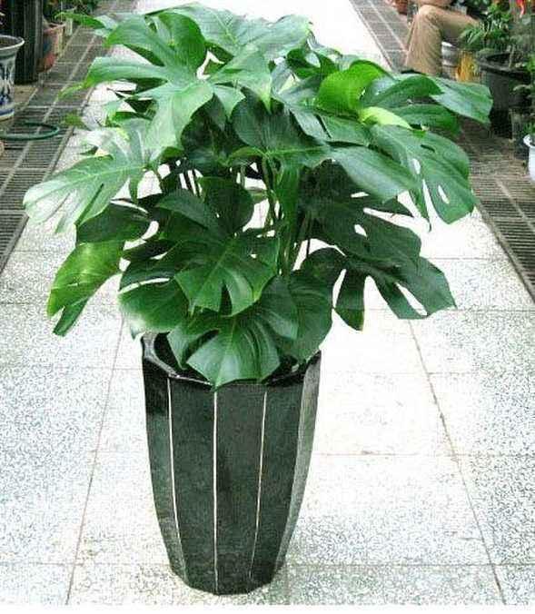 施肥要薄肥勤施