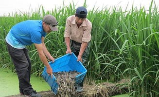 茭白田中可选的除草剂