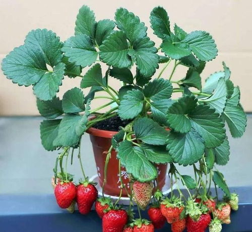 草莓的种植技巧