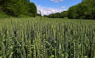 冬小麦4叶1心期至拔节前， 杂草3-5叶期是防治的Zui佳时期