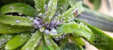 自制驱虫剂， 简单又有效