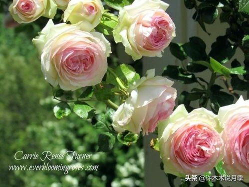 自制肥料：简单又实用