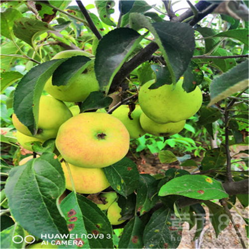 苹果树苗价格大揭秘：贵不贵，值不值？