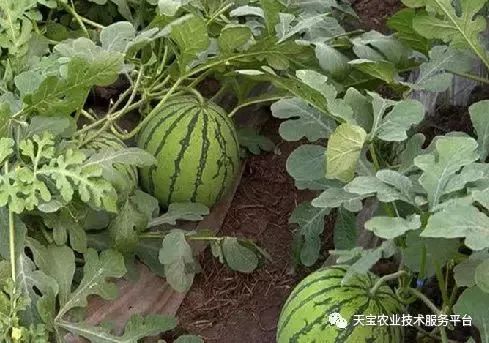 泰国小苦瓜种植技巧：高效花卉栽培指南