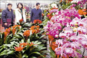 六、 江苏常州市夏溪花木城